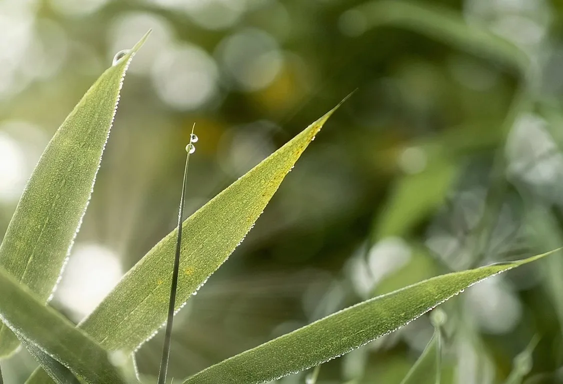 leaves, grass, morning dew, plant, greenery, dew, dewdrops, droplets, meadow, nature, bokeh, macro, closeup, greenery, g